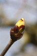 Knospe