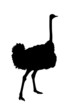 ostrich