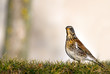 Fieldfare. Turdus pilaris. Fieldfare. Turdus pilaris.