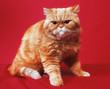 Exotic cat