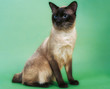 Burmese cat