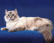American Curl Cat