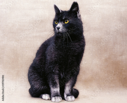 Photo: Korat Cat Korat Cat