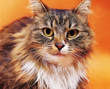 Siberian cat