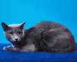 Russian Blue Cat