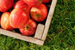 Apples in a crate on grass