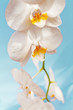 Orchidee