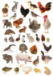 livestock