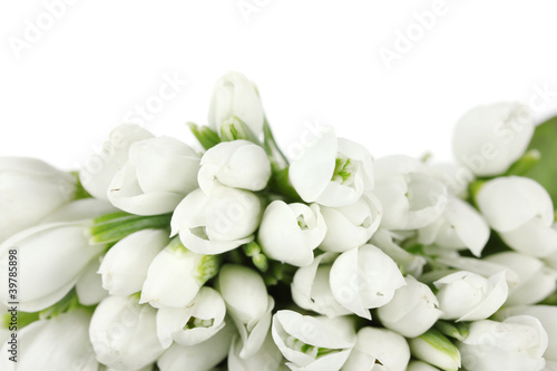 Photo: beautiful bouquet of snowdrops isolated on white beautiful bouquet of snowdrops isolated on white