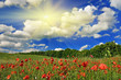 Spring sunny day on a poppy field. Spring sunny day on a poppy field.