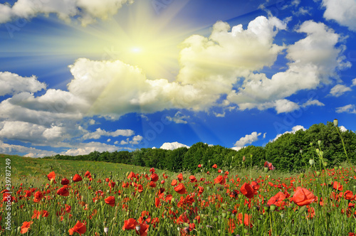 Photo: Spring sunny day on a poppy field. Spring sunny day on a poppy field.