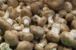 organic mushrooms