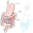 Human Digestive System