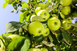 green apples
