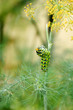 Photo: Black Swallowtail Caterpillar Black Swallowtail Caterpillar