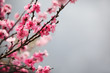 Plum blossom Plum blossom