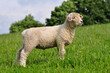 cute lamb
