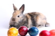 Osterhase