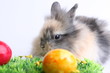 Osterhase