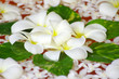 flowers floating in water