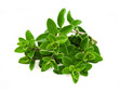 Origanum majorana