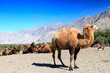 Camels on the Desert