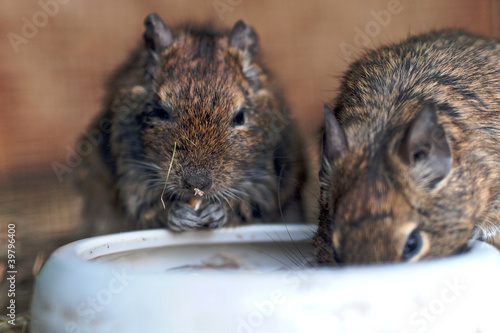Photo: Degu beim Fressen Degu beim Fressen
