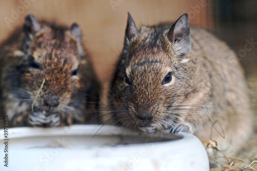 Photo: Degu beim Fressen Degu beim Fressen