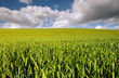 Corn fields