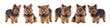 Six small dogs