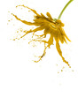 yellow flower