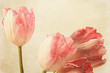Tulips with old vintage feeling Tulips with old vintage feeling