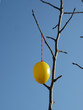 Some colourfull easter eggs hanging at branches