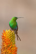 Malachite sunbird