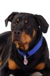 Hund Rottweiler Portrait