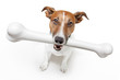 dog with a white bone