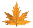 Autumn leaf