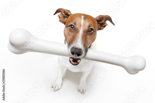 Photo: dog with a white bone dog with a white bone