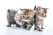 group of little kittens