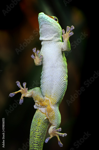 Photo: Gecko Gecko