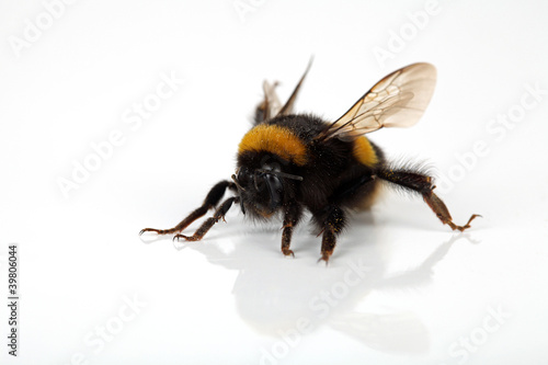 Foto: Hummel von vorne Hummel von vorne