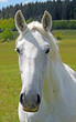 Close portrait of the head of a white horse