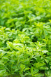 Lucerne (alfalfa)