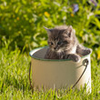 kitten in a pot