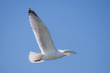 Einzelne Möwe im Flug