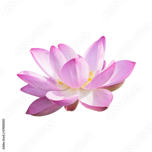 Photo: Isolated Lotus with a clipping path Isolated Lotus with a clipping path