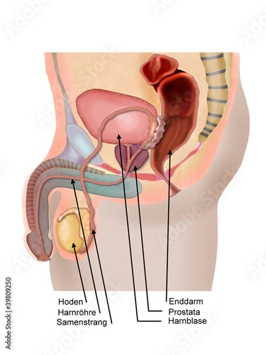 Illustration: prostata prostata