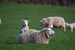 Lambs