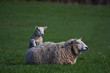 Lambs