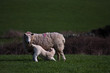 Lambs